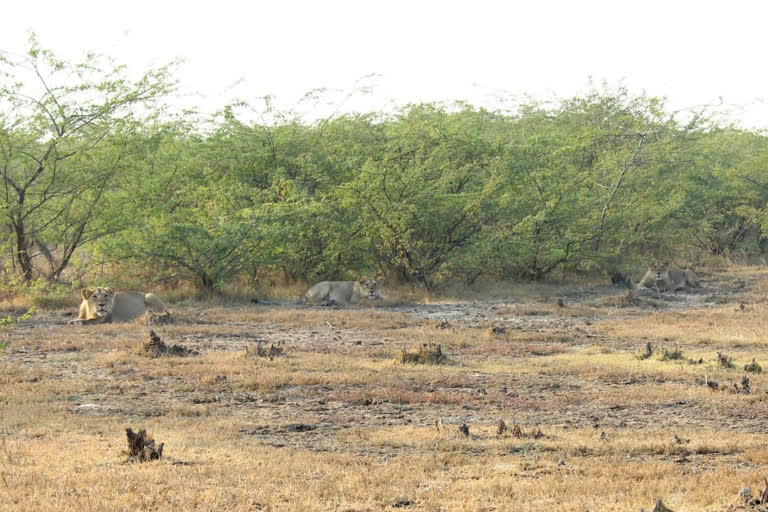 social distancing of lion family