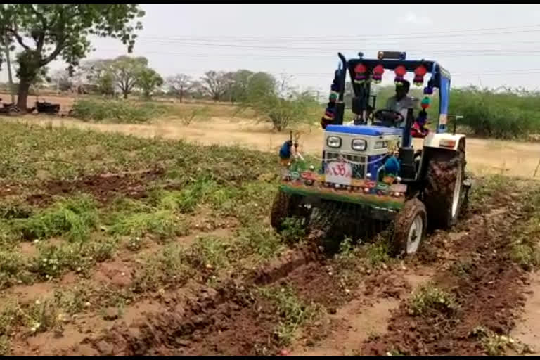 Destroy the tomato crop