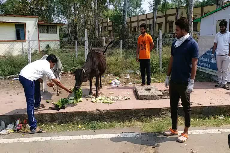 Shahdol youth becomes distress for unruly animals