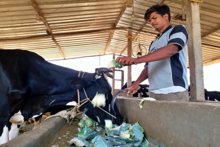 harvesting-the-cabbage-for-cows