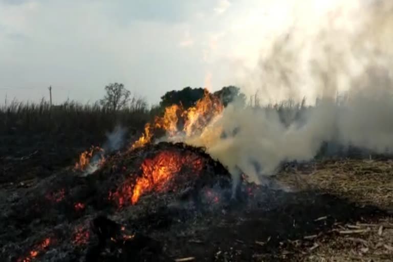 fire in sugarcane lands, destroying sugarcane worth about Rs 10 lakh