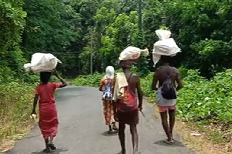 drinking water scarcity  peruvambadam tribal colony  പെരുവമ്പാടം ആദിവാസി കോളനി  കുറുവന്‍ പുഴ  വെളിയംകല്ല് കടവ്  കൊവിഡ് ഭീതി