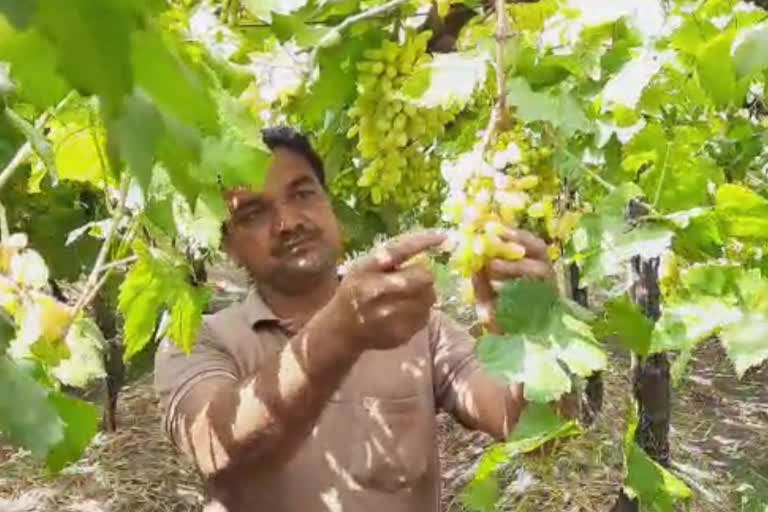 Corona Effect on Nashik Grapes Farmer