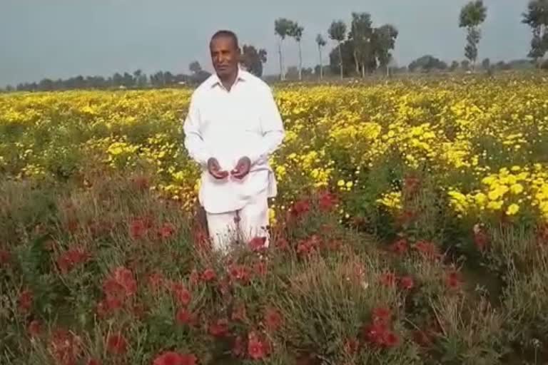 Rotting flowers in the fields