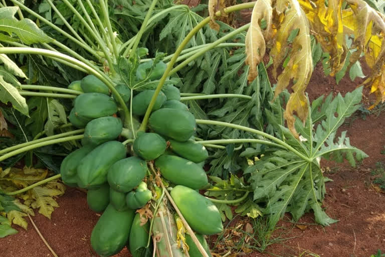 Crop damage to premature rain in raichur