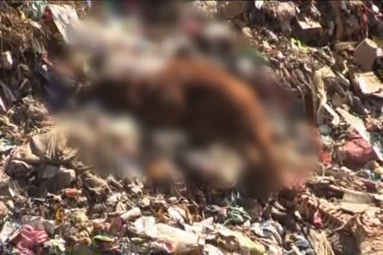 Foul smell due to dead animal thrown at dumping site sundernagar