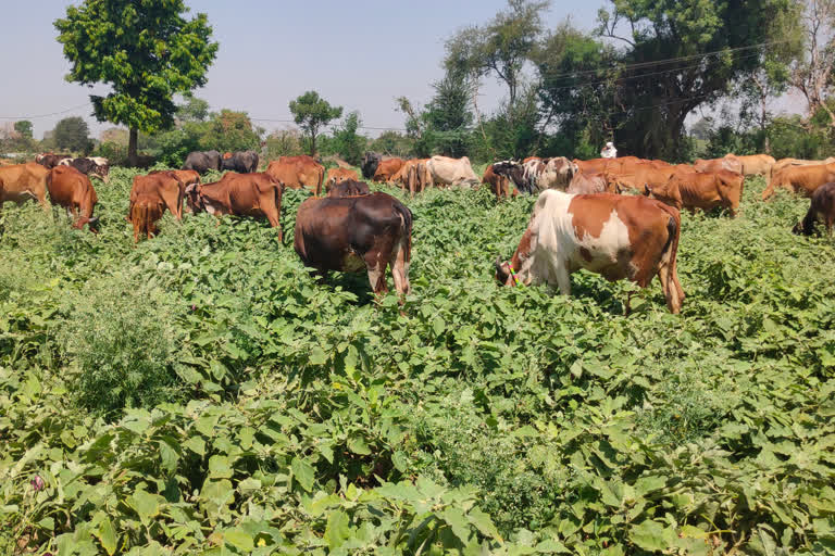 शेतकऱ्यानी उभ्या पिकात सोडली जनावरे