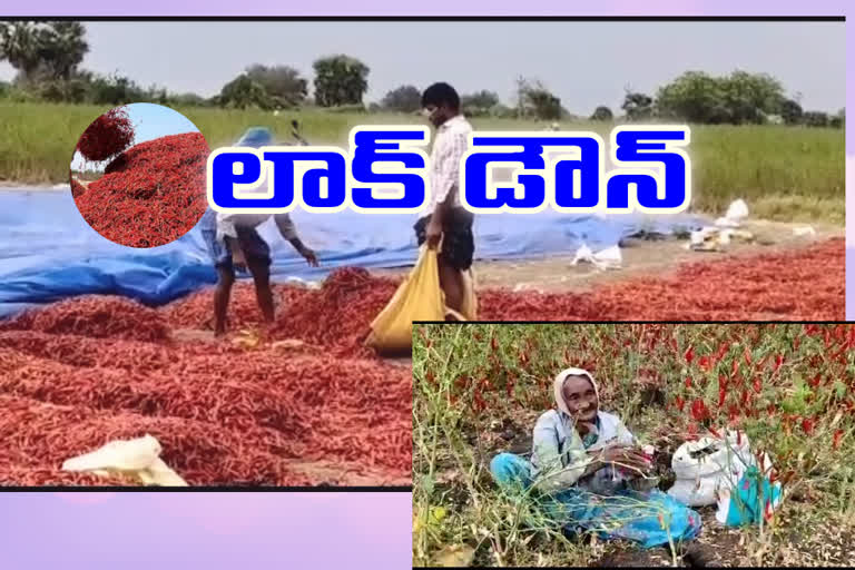 Light rain… .Mirchi farmers ’concern