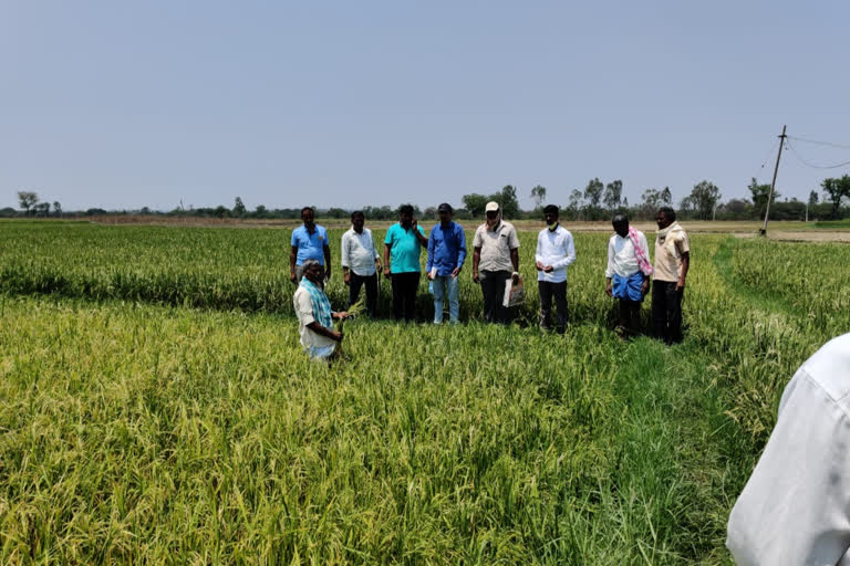 The farmers who have lost their crop due to premature rains are expressing concern in medak