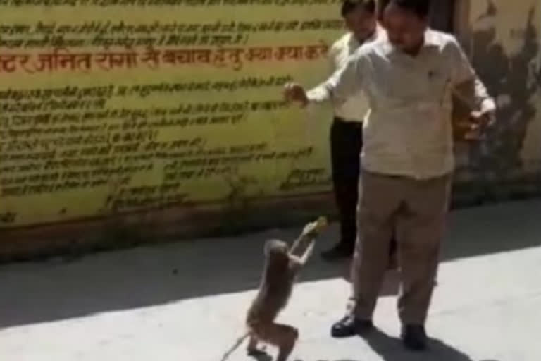 kannauj district megistate gave food to monkeys