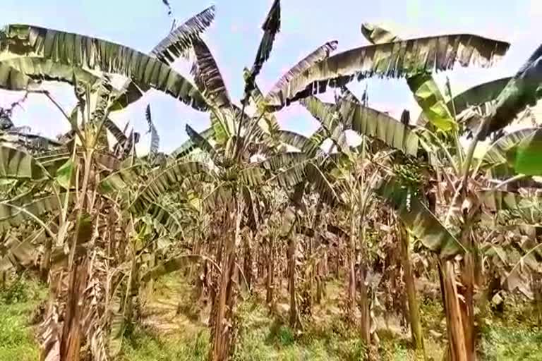 banana cultivators of bortari are facing loss due to lockdown