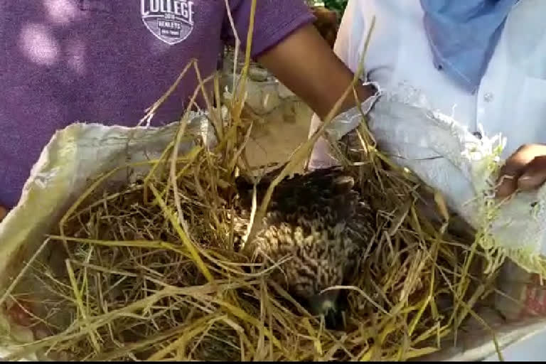 Extinct species of birds recovered in Madanpur