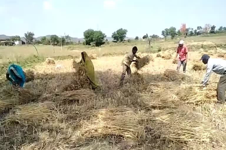 social distancing during harvesting in shahdol