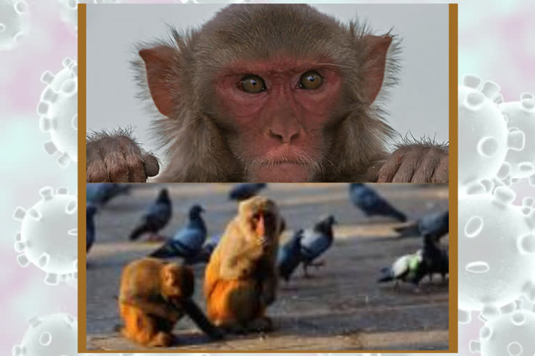 Ayodhya monkeys angry with hunger amid lockdown