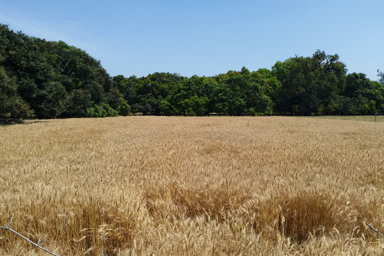 farmers are worried about her Wheat crop