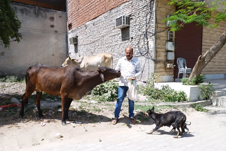 family distribute food in animals