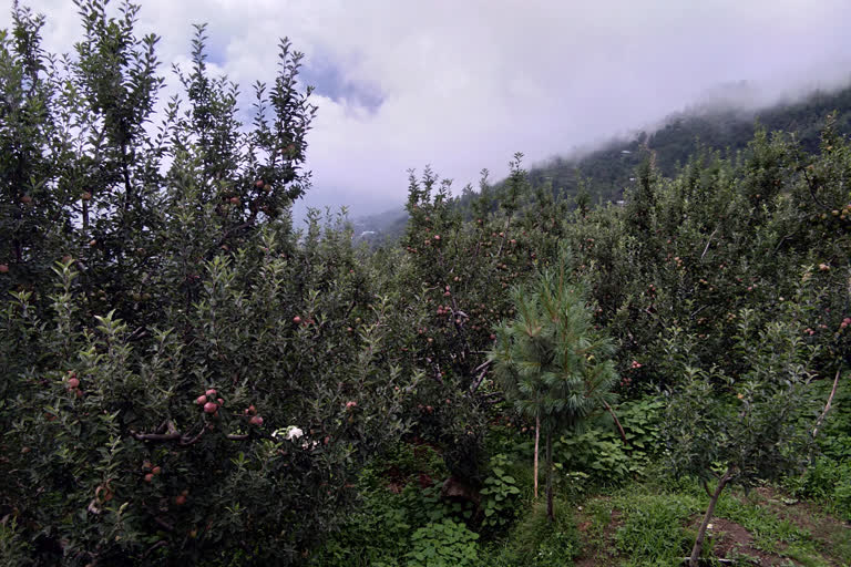 flowering of apple started in rampur