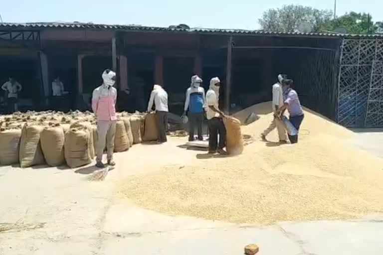 wheat procurement started