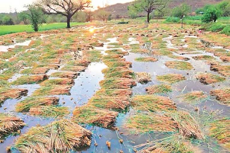 rain in telangana