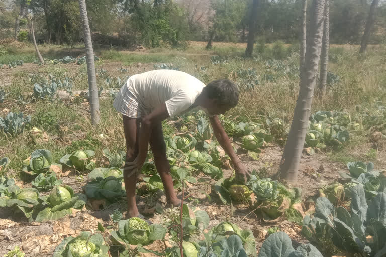 vegetables-are-being-wasted-in-the-fields-due-to-lockdown-in-chhatarpur