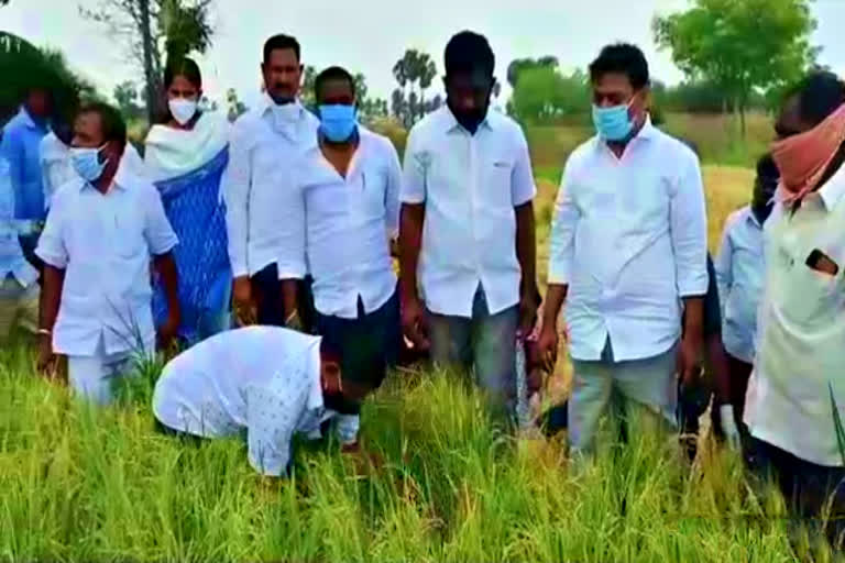 crop-loss-in-yadadri-district-due-to-heavy-rainfall