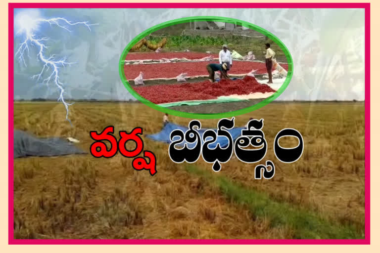 huge Damage to Mirchi farmers due to heavy rain at parchuru in prakasham district