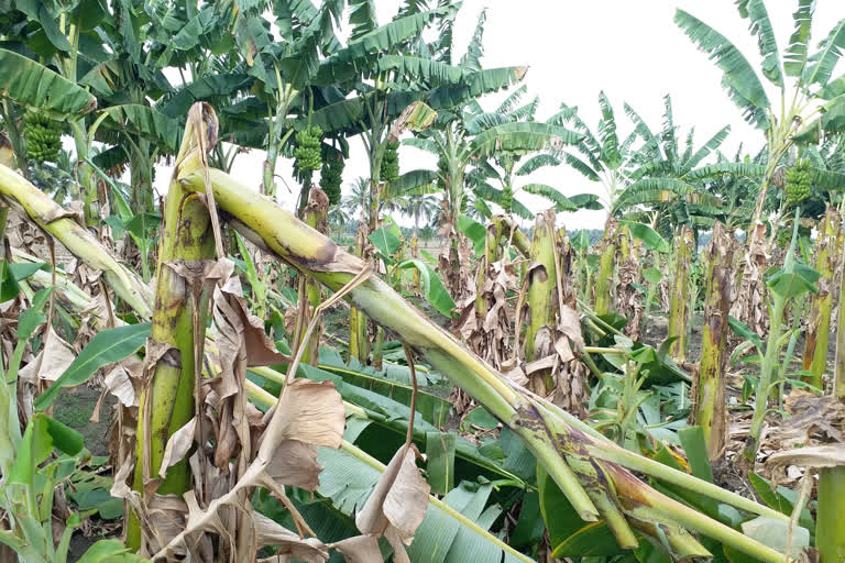 banan-growers-faces-many-financial-problems-due-to-curfew