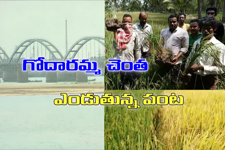 Godavari Delta Water Crises