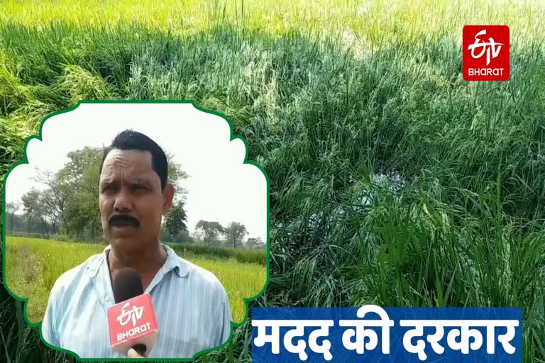 farmers-crop-wasted-due-to-hail-strom-in-raigarh