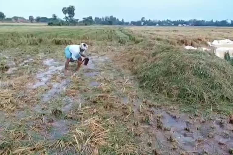 అకాల వర్షం.. రైతన్నకు మిగిల్చింది నష్టం