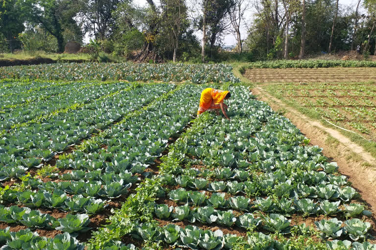 Unseasonal rain damages crops in ranchi