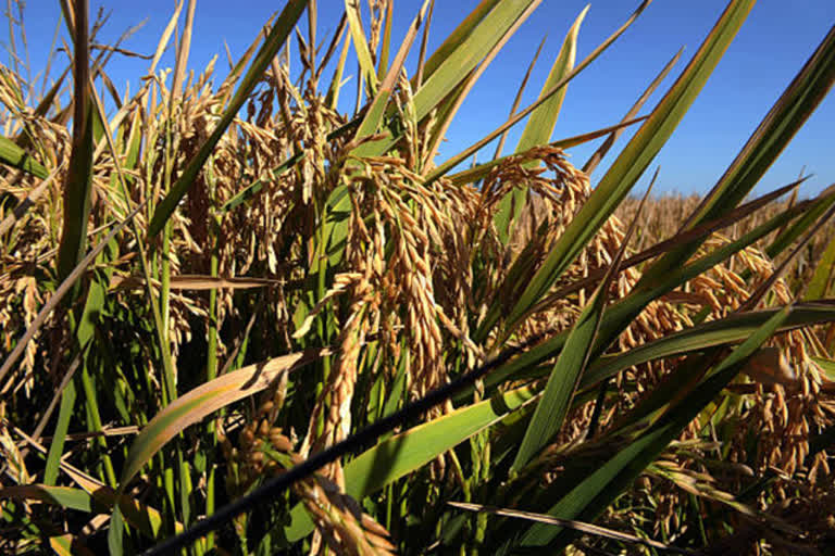 Used peace clause to provide excess support to rice farmers: India to WTO  business news  WTO  excess support to rice farmers  உலக வர்த்தக அமைதிப் பிரிவை பயன்படுத்திய இந்தியா  உலக வர்த்தக அமைப்பு, அமைதிப் பிரிவு, இந்தியா  உலக வர்த்தக அமைதிப் பிரிவை பயன்படுத்திய இந்தியா