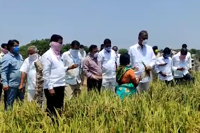 Minister harish rao  who inspected the crop in siddipeta district