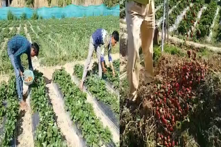 haridwar-farmers-suffer-huge-losses-in-strawberry-farming