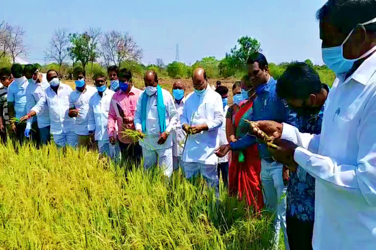 mla manchireddy visited the crop lost due to rains in ibrahimpatnam