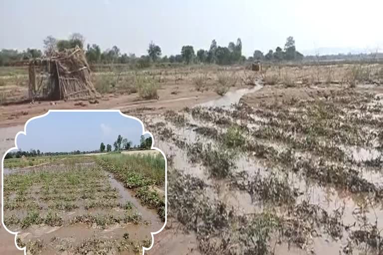 vegetable-crop-wasted-due-to-rain-in-gariyaband