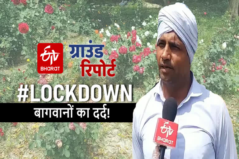 haryana flower farmers in loss of crore in last 15 days