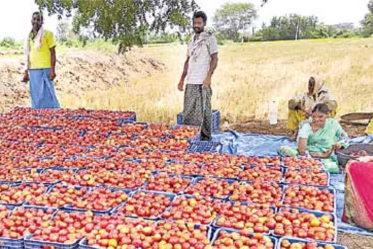 రవాణాకు సిద్ధంగా ఉన్న టమాటాలు