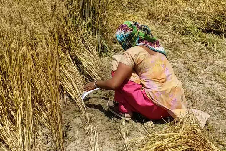 rohtak farmers are facing problems during lockdown