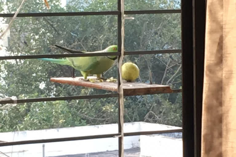 LOCKDOWN EFFECT : Bird watchers take flight during lockdown at mumbai