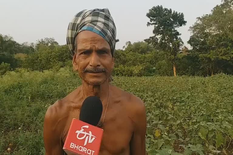 Vegetable Farmers In Nayagarh Facing Problems To Selling Their Produce Due To Lockdown