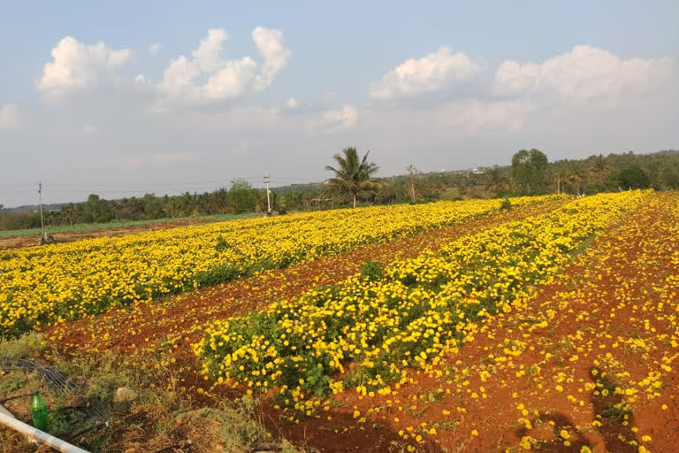 மண்ணில் கருகிய ஒருலட்சம் மதிப்புள்ள செண்டுமல்லி