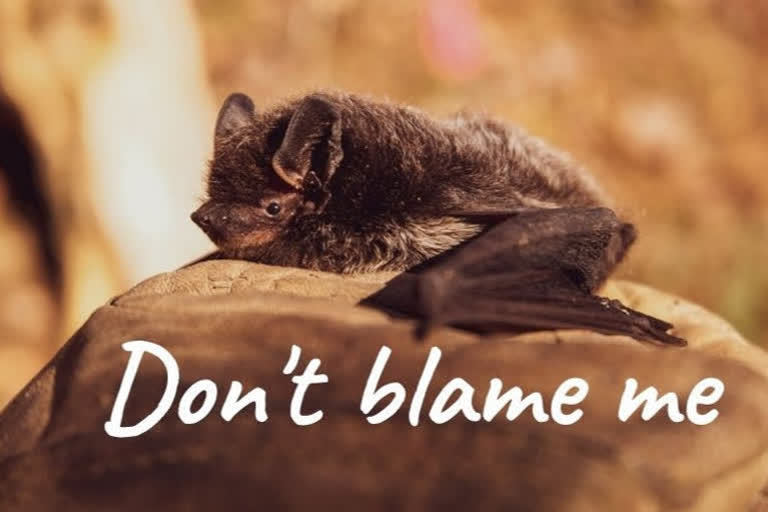 Do not blame the bats for COVID-19