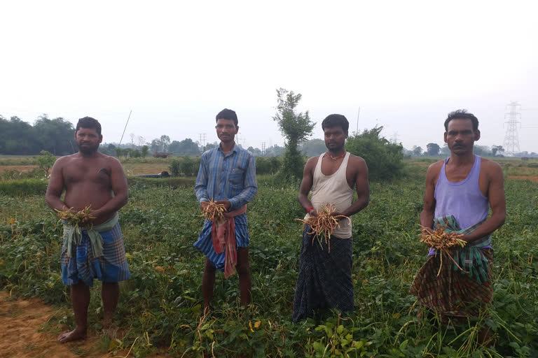 ଲକଡାଉନ ମାଡ: କ୍ଷେତରେ ସଢୁଛି ପରିବା, ମୁଣ୍ଡରେ ଋଣଭାର ଚିନ୍ତା