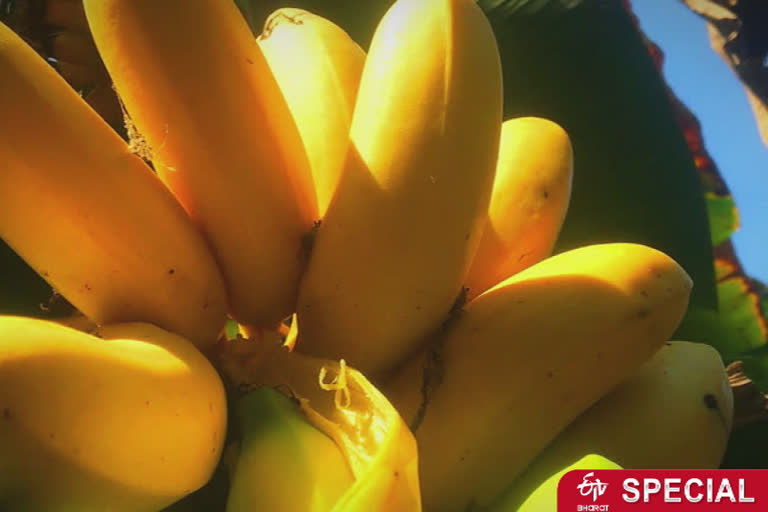 banana farmers in Namakkal