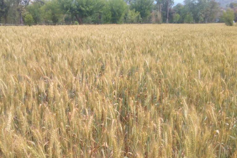 Good wheat crop in dharampur mandiGood wheat crop in dharampur mandi