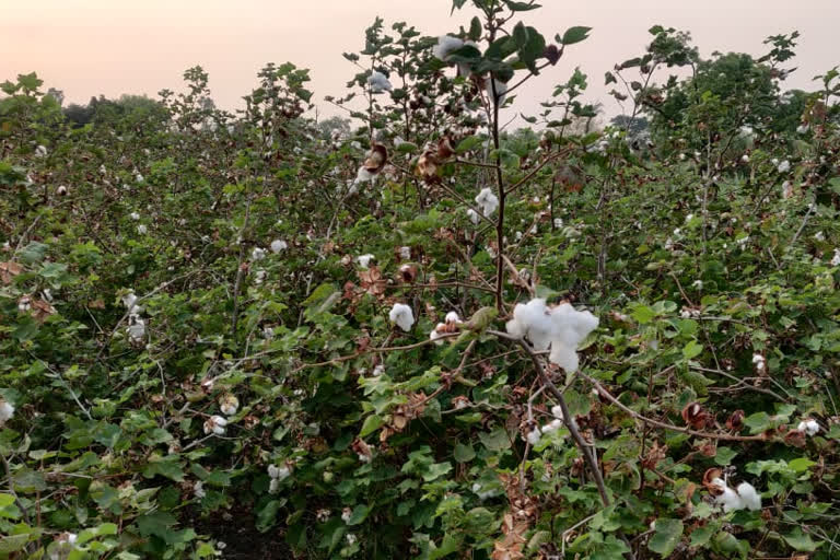 Cotton growers farmers in Kandahar taluka should sell at Cotton Collection Center in Nanded, Naigaon