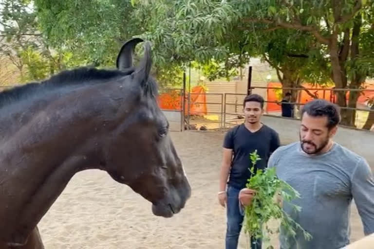 salman khan breakfast with horse with eating leaves, watch video