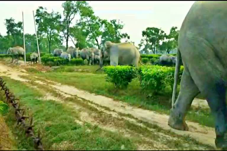 one person died in golaghat due to elephant attack