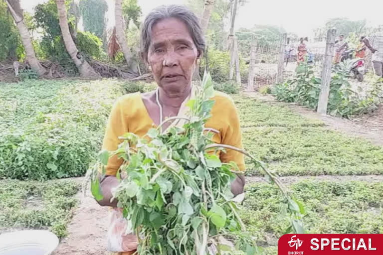 Spinach farmers